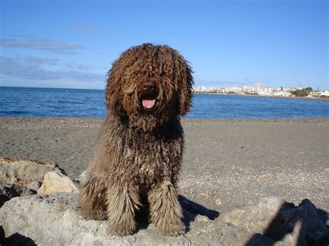 Perro agua turco PenalbaWeb.com