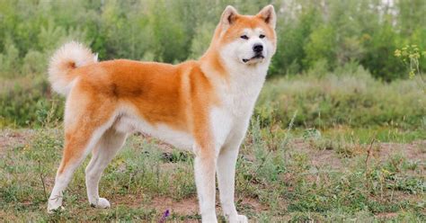 Perro akita PenalbaWeb.com