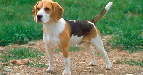 Perro beagle PenalbaWeb.com