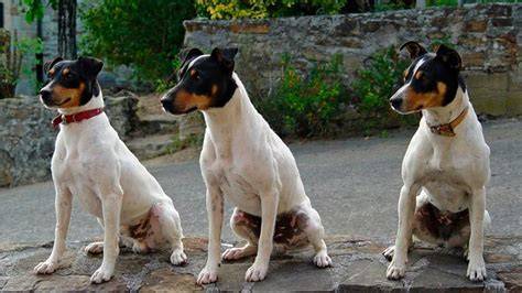 Perro bodeguero andaluz PenalbaWeb.com
