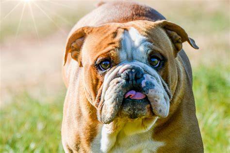Perro bulldog PenalbaWeb.com