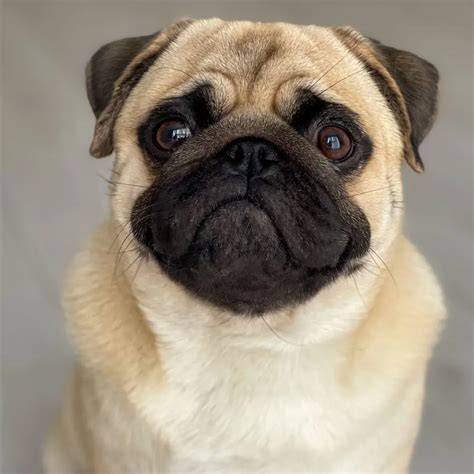 Perro carlino PenalbaWeb.com