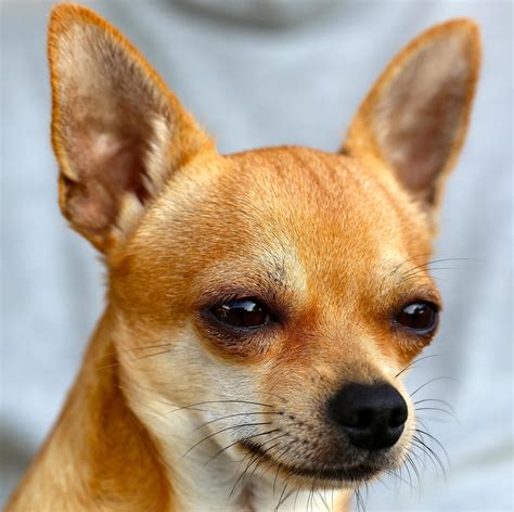 Perro chihuahua PenalbaWeb.com