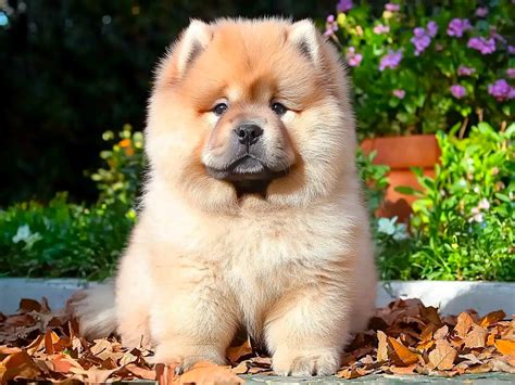 Perro chow chow cachorro PenalbaWeb.com