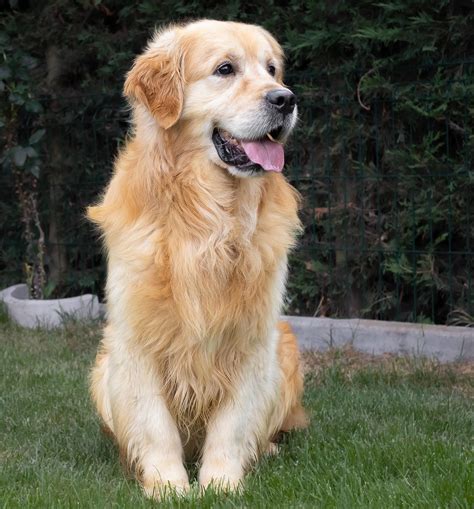 Perro golden PenalbaWeb.com