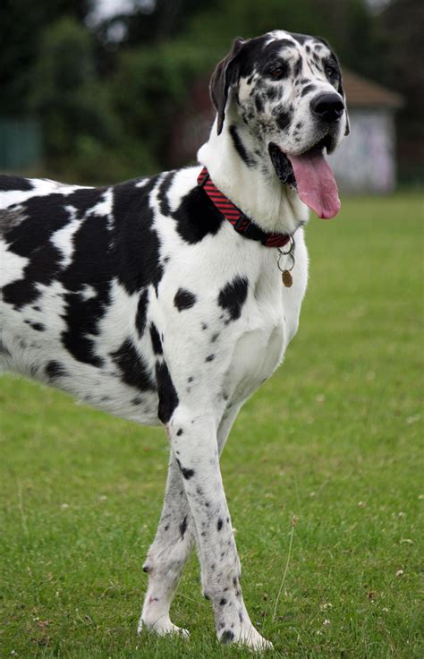 Perro gran danes PenalbaWeb.com