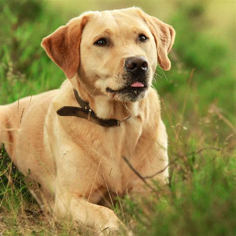 Perro labrador PenalbaWeb.com