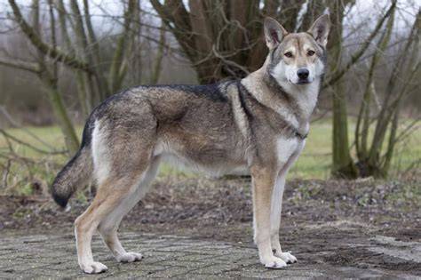 Perro lobo checoslovaco PenalbaWeb.com
