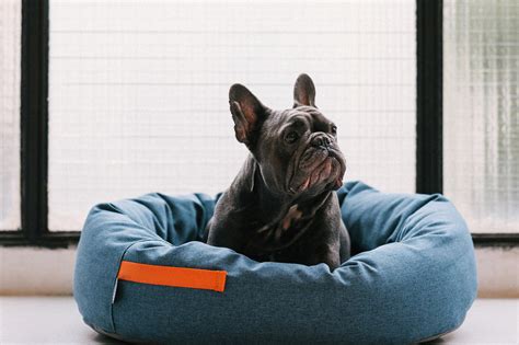Perro pequeno barcelona PenalbaWeb.com