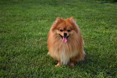 Perro pomerania PenalbaWeb.com