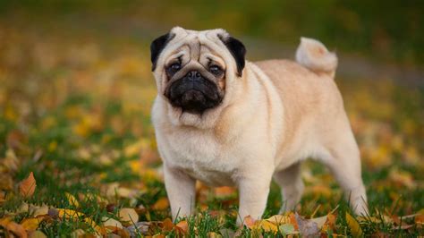 Perro raza pug PenalbaWeb.com