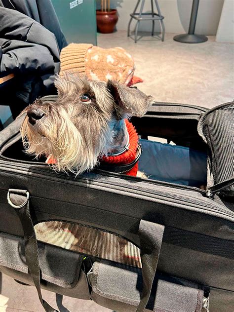 Perros accesorios madrid PenalbaWeb.com