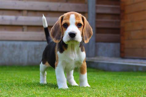 Perros beagle PenalbaWeb.com