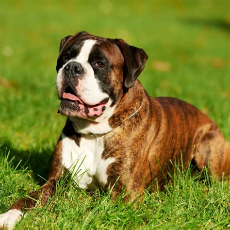 Perros boxer PenalbaWeb.com