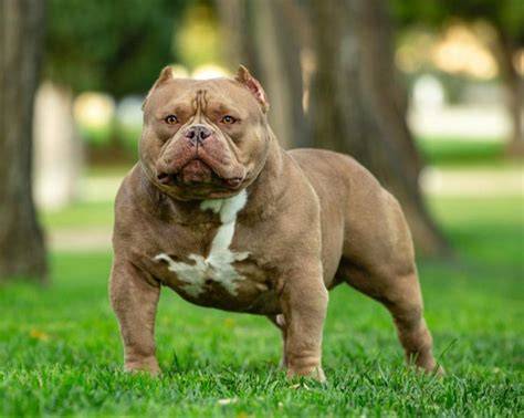 Perros bully PenalbaWeb.com