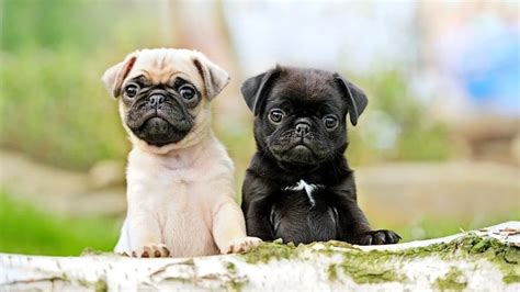 Perros carlino PenalbaWeb.com