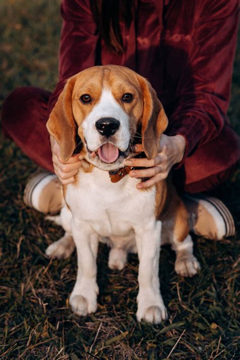 Perros caza PenalbaWeb.com