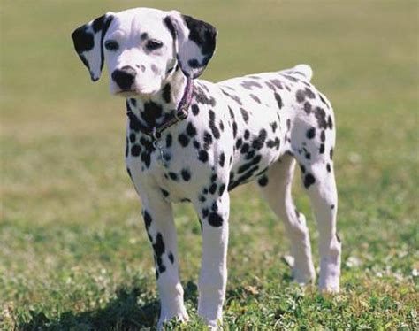 Perros dalmata PenalbaWeb.com