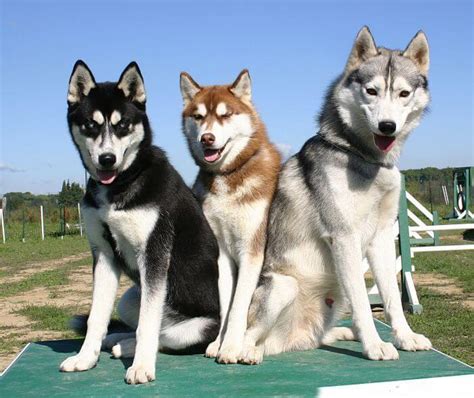 Perros husky PenalbaWeb.com