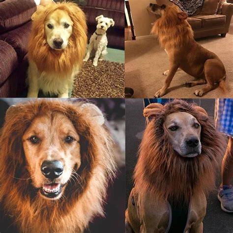 Perros leon PenalbaWeb.com