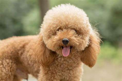 Perros madrid PenalbaWeb.com