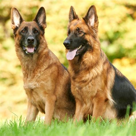 Perros pastor aleman PenalbaWeb.com
