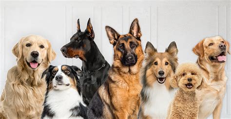 Perros perro PenalbaWeb.com