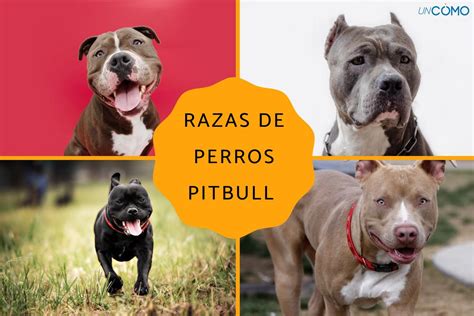 Perros pitbull PenalbaWeb.com