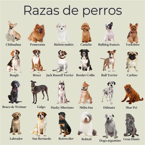 Perros razas PenalbaWeb.com