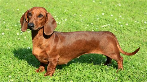 Perros salchicha PenalbaWeb.com