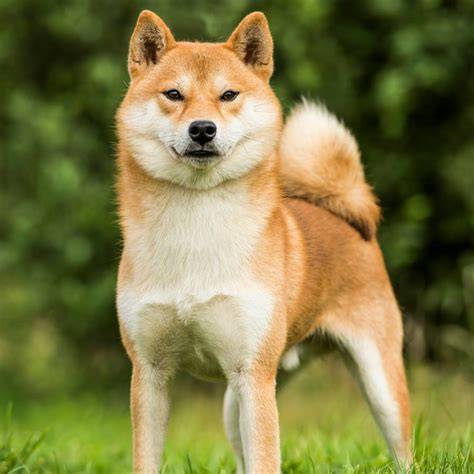 Perros shiba PenalbaWeb.com