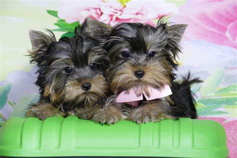 Perros yorkshire mini toy PenalbaWeb.com
