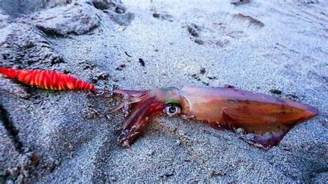 Pesca calamar PenalbaWeb.com