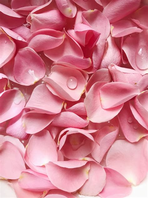 Petalos de rosa PenalbaWeb.com