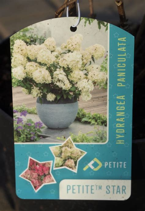 Petite star PenalbaWeb.com