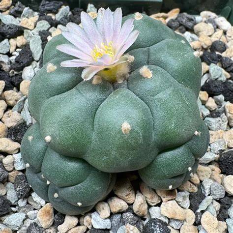 Peyote cactus PenalbaWeb.com