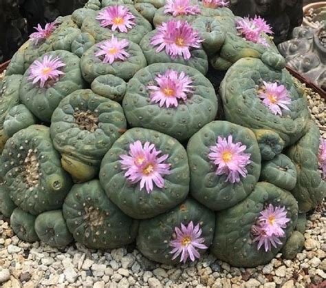 Peyote PenalbaWeb.com