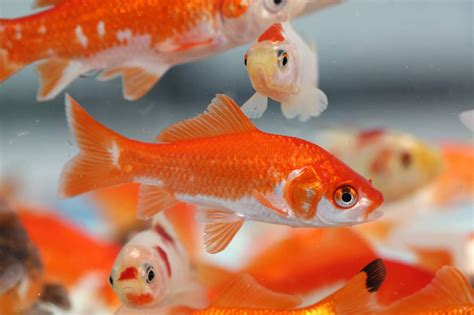 Pez agua dulce PenalbaWeb.com