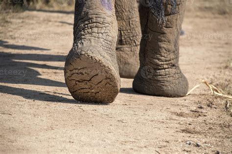 Pie elefante PenalbaWeb.com