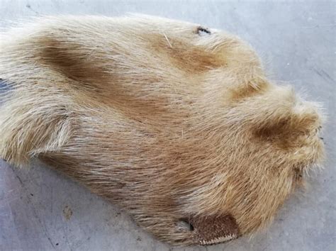 Piel foca PenalbaWeb.com