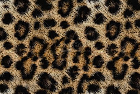 Piel leopardo PenalbaWeb.com