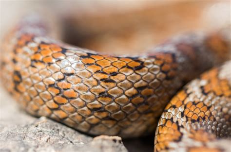 Piel serpiente PenalbaWeb.com