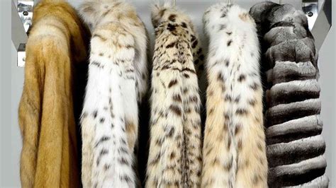 Pieles PenalbaWeb.com