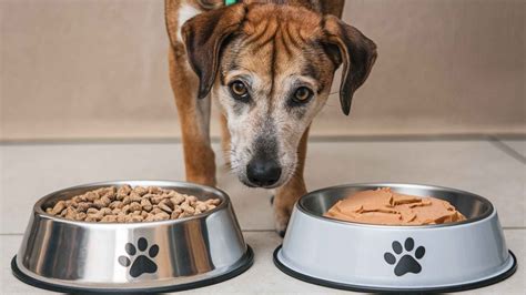 Pienso para perros  y bueno PenalbaWeb.com