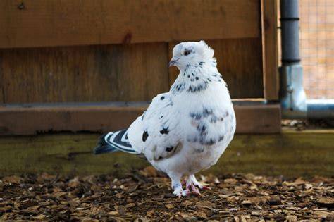 Pigeon PenalbaWeb.com
