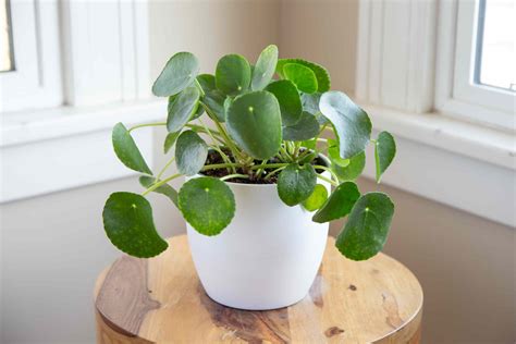 Pilea peperomioides PenalbaWeb.com