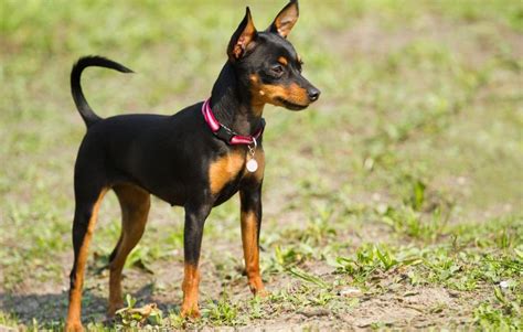 Pincher PenalbaWeb.com