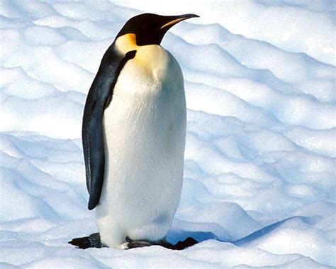 Pinguino animal PenalbaWeb.com