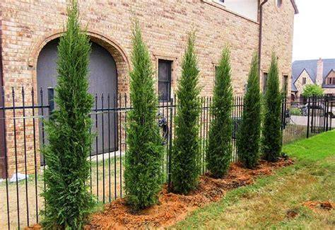Pinos para jardin PenalbaWeb.com