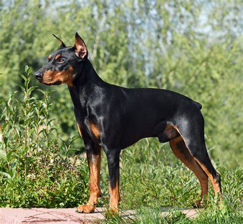 Pinscher PenalbaWeb.com